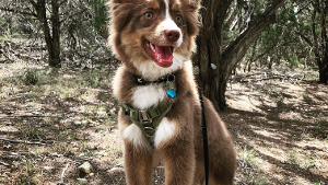 Lost Pet: Ruger