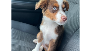 Lost Pet: Skye Tadlock