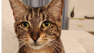 Lost Pet: Tutu