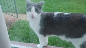 Lost Pet: RASCAL