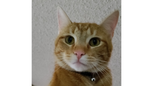 Lost Pet: Scramz