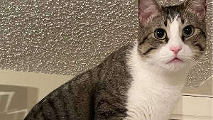 Lost Pet: Forrest