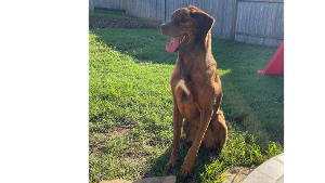 Lost Pet: Maze