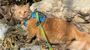 Lost Pet: Margot