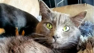 Lost Pet: Spout