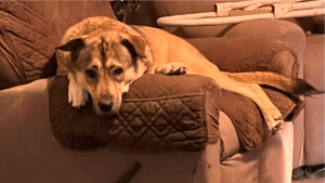 Lost Pet: Tala