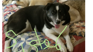 Lost Pet: Keesha