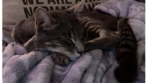 Lost Pet: Mr.Virgil