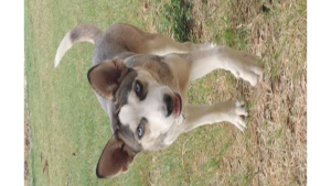 Lost Pet: T-Bone