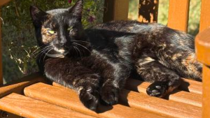 Lost Pet: Daisy
