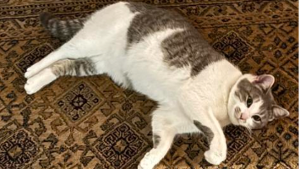 Lost Pet: Pumpkin