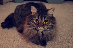 Lost Pet: Belle