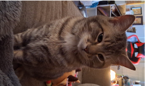 Lost Pet: Screamer