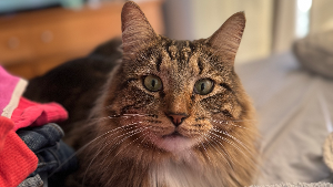 Lost Pet: Cairo