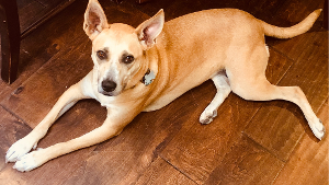 Lost Pet: Vale
