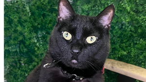 Lost Pet: Jinx