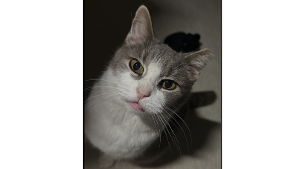 Lost Pet: Kitty Nana   Hampton