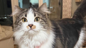 Lost Pet: Molly