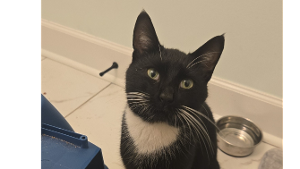 Lost Pet: Zag