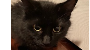 Lost Pet: PANTHER