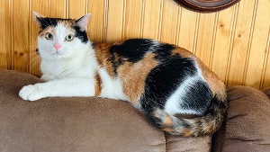 Lost Pet: Kallie