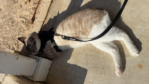 Lost Pet: Casper Dean Taylor