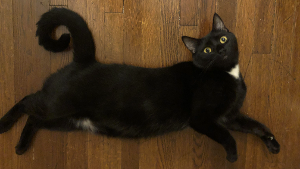Lost Pet: Kava