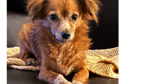 Lost Pet: Maya