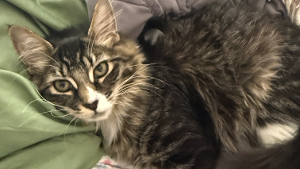 Lost Pet: Octavia