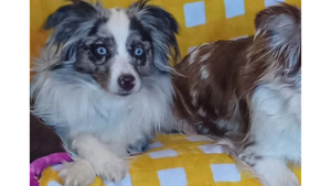Lost Pet: Lily