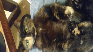 Lost Pet: Peanut
