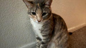 Lost Pet: Kitty