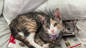 Lost Pet: Lola