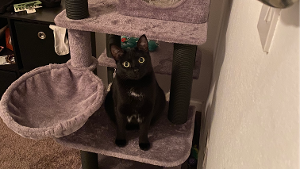Lost Pet: Ellie
