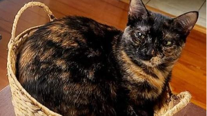 Lost Pet: Noodles