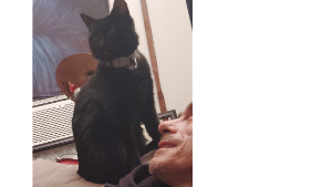 Lost Pet: Mia