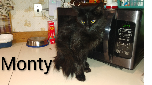 Lost Pet: Monty