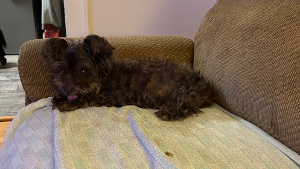 Lost Pet: Sookie
