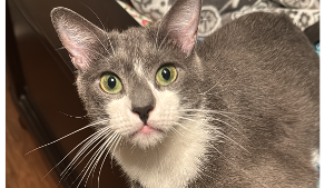 Lost Pet: Smokey Rebollar Rivera