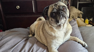 Lost Pet: Dyna