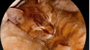 Lost Pet: Garfield