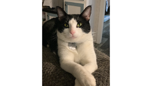 Lost Pet: Oreo