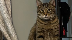 Lost Pet: Jack