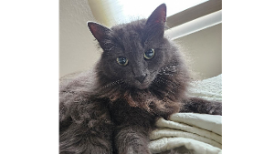 Lost Pet: Lois Campos