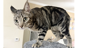 Lost Pet: Ricky