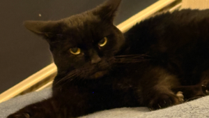 Lost Pet: Nebula