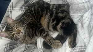 Lost Pet: Shadow