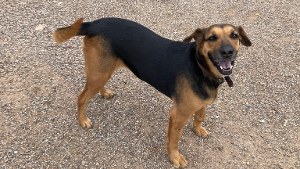 Lost Pet: Bella