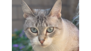 Lost Pet: Luna