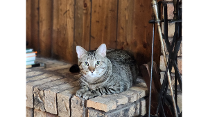 Lost Pet: Pancake